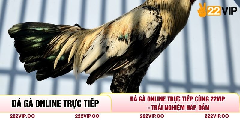 Đá Gà Online Trực Tiếp Cùng 22VIP - Trải Nghiệm Hấp Dẫn