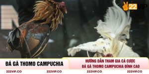Hướng Dẫn Tham Gia Cá Cược Đá Gà Thomo Campuchia Đỉnh Cao