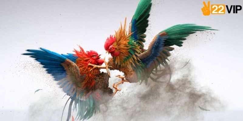 Hướng dẫn chi tiết luật lệ thi đấu tại bồ gà Thomo chuyên nghiệp