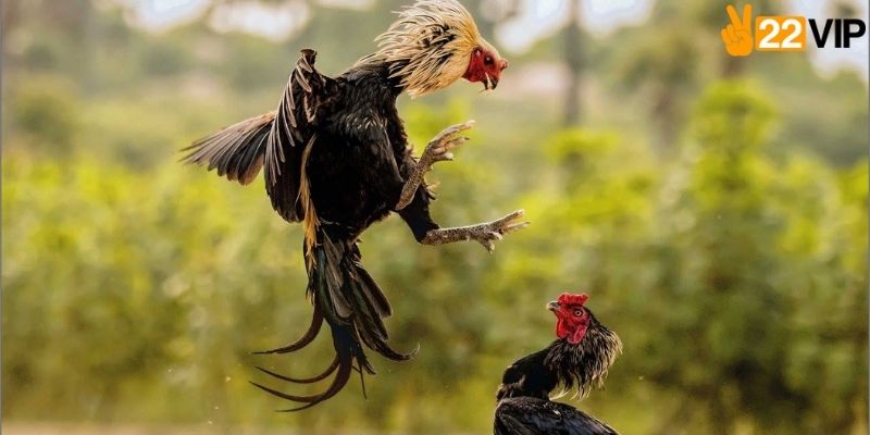Những lợi ích vượt trội khi tham gia đặt cược tại đấu trường Thomo